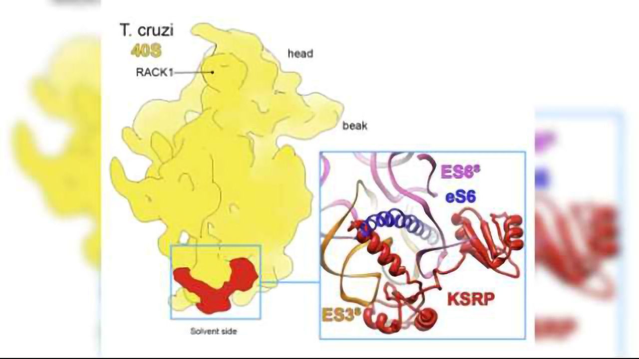 Researcher’s Discover Parasite’s Weakness