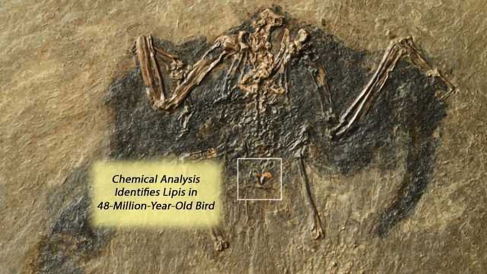 Researchers Discover 48MillionYearOld Lipids in a Fossil Bird