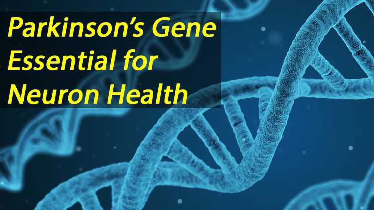 Parkinson’s Gene Maintains Neuronal Health in the Brain