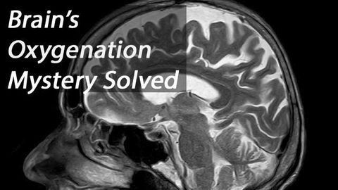 Researchers Solve Mystery of Oxygenation Connections in the Brain