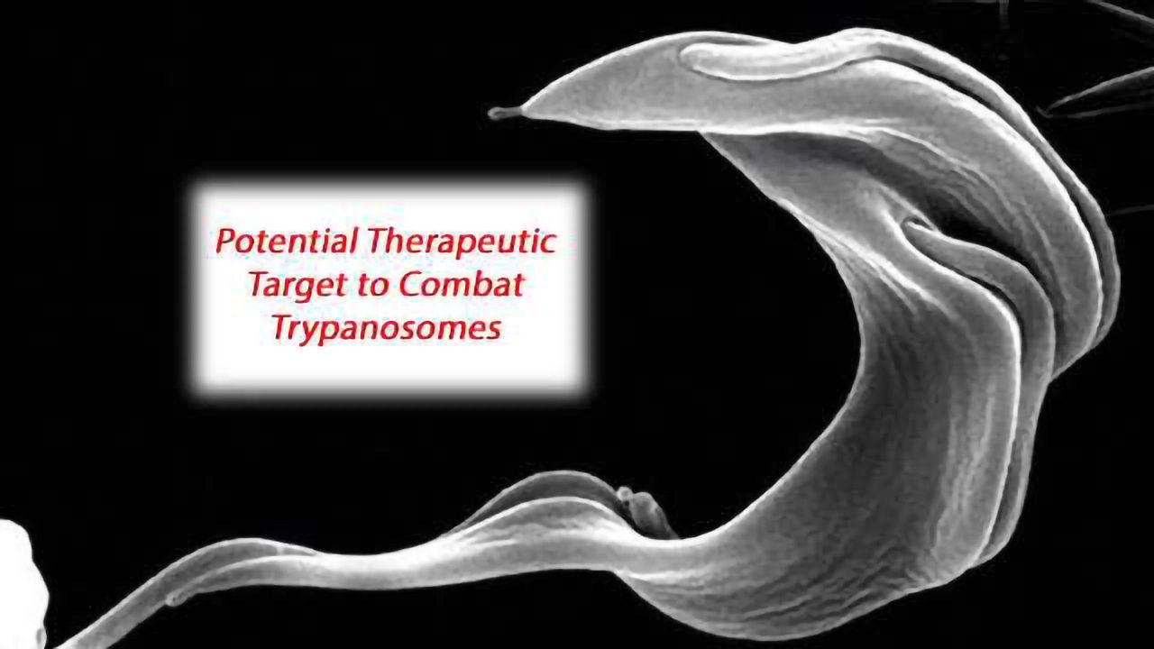 Discovery of a Potential Therapeutic Target to Combat Trypanosomes