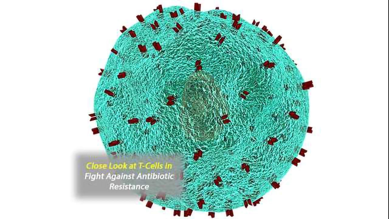 Closest Look Yet at Killer T-cell Activity Could Yield New Approach to Tackling Antibiotic Resistance