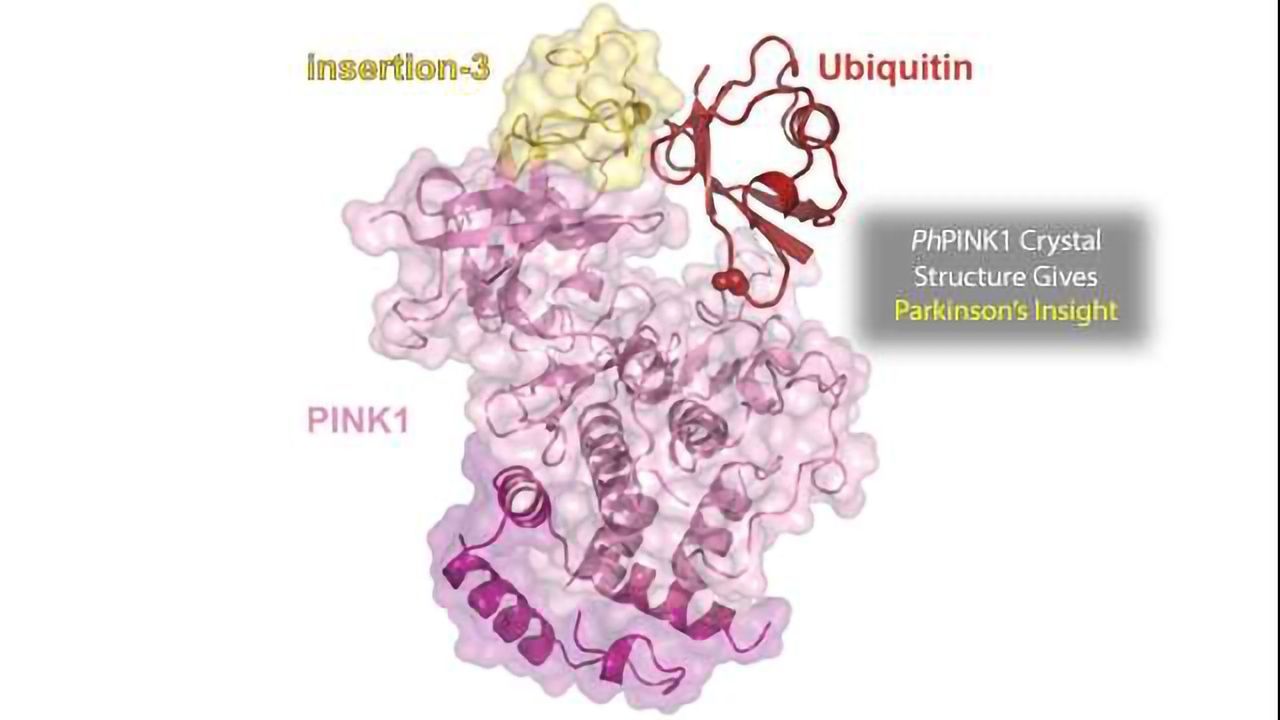 New Crystal Structure of (Ph)PINK1 Aids Understanding of Early Onset Parkinson’s