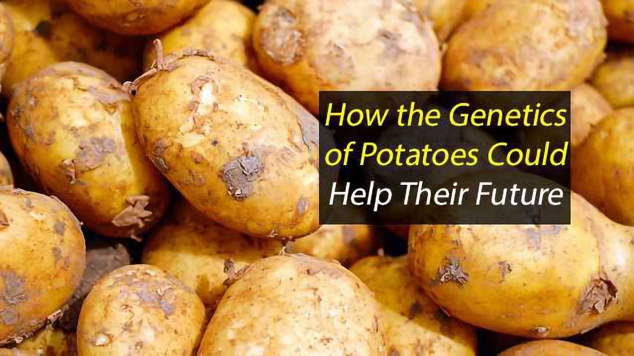 Examining Potatoes' Past Could Improve Spuds of the Future