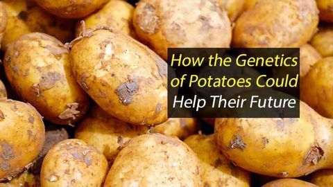 Examining Potatoes' Past Could Improve Spuds of the Future