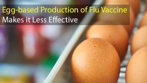 Why is Egg-based Production of the Flu Vaccine Causing Issues?