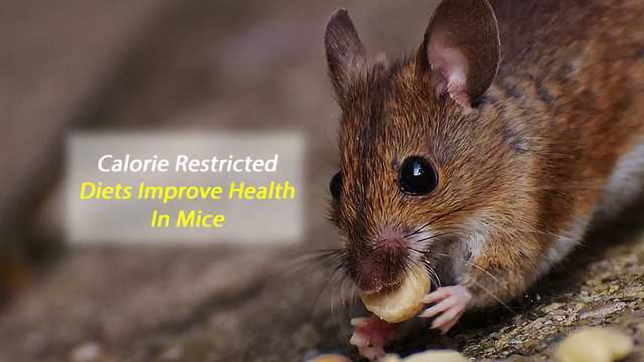 Less Fat, More Hair and Younger Skin: Study in Mice Shows Benefits From Calorie-Restricted Diet