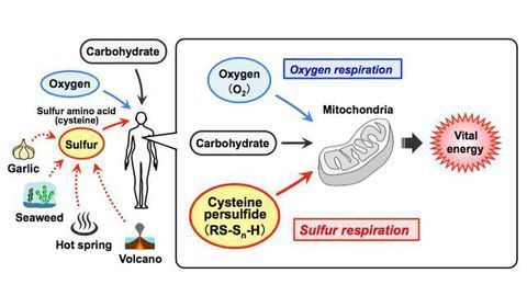 Sulfur Respiration in Mammals