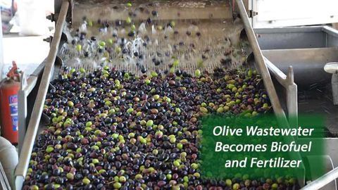 Olive Mill Wastewater Transformed: From Pollutant to Bio-Fertilizer and Biofuel