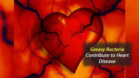 Bacterial Fats, Not Dietary Ones, May Deserve the Blame for Heart Disease
