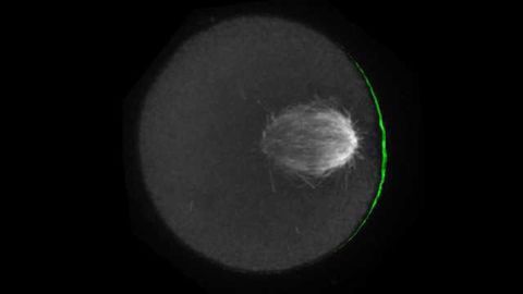 How Chromosomes ‘Cheat’ for the Chance to Get Into an Egg