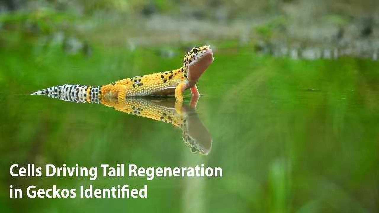 Cells Driving Tail Regeneration in Geckos Identified