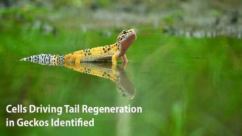 Cells Driving Tail Regeneration in Geckos Identified