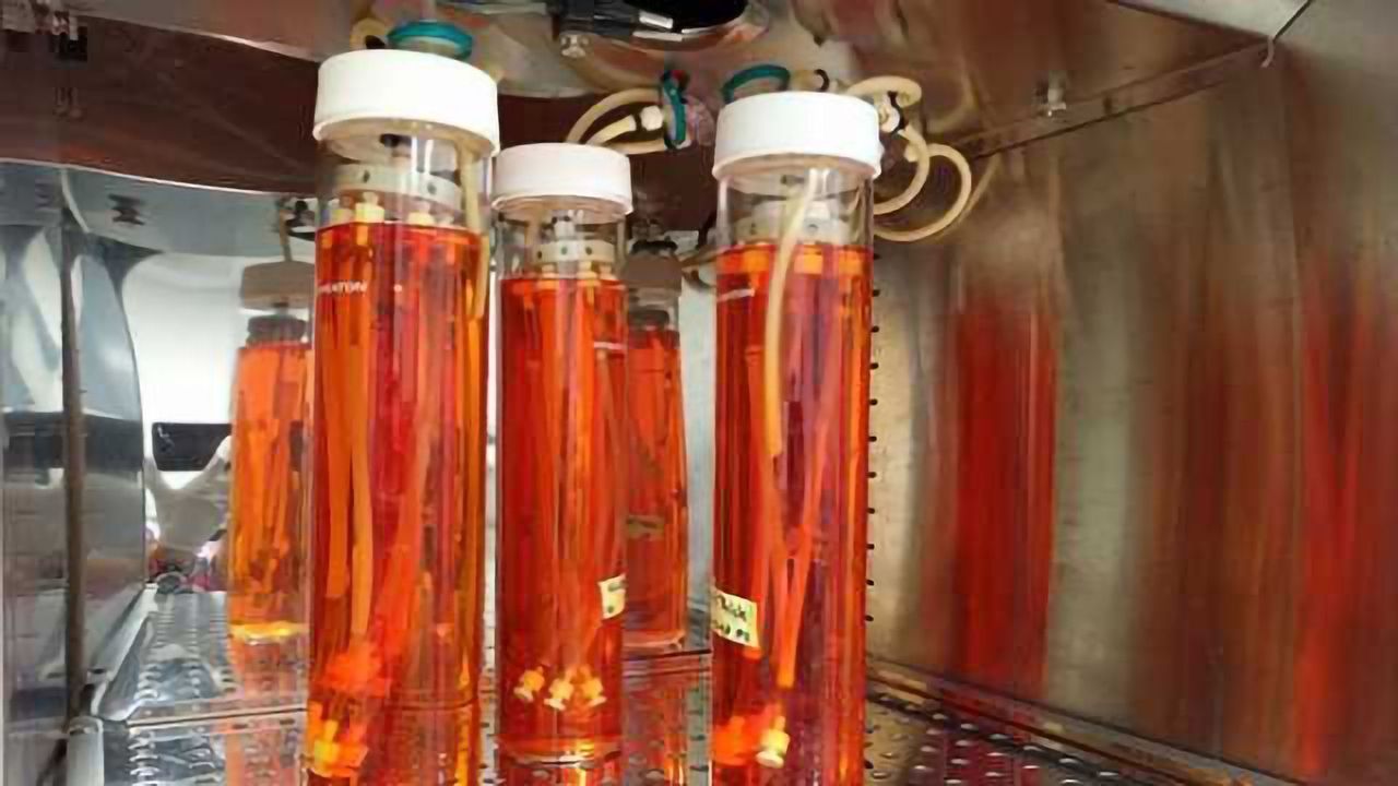 New Tissue-engineered Blood Vessel Replacements Closer to Human Trials
