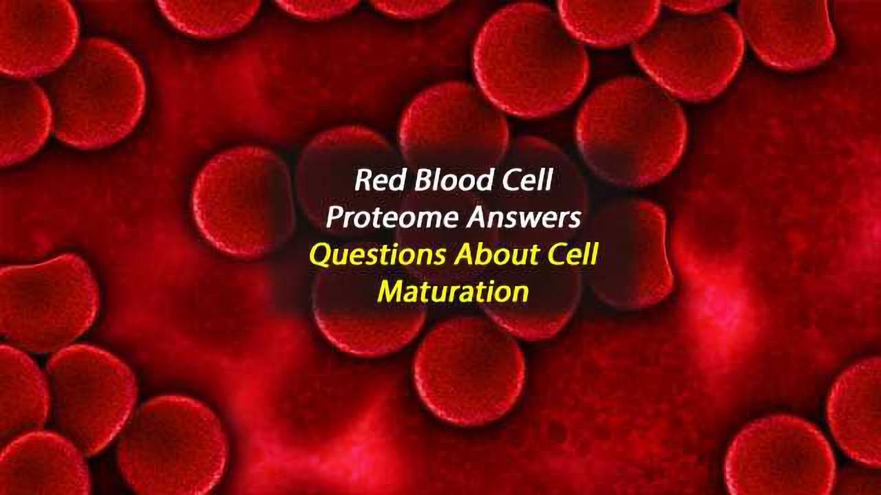 Mystery Behind Red Blood Cell Maturation Solved