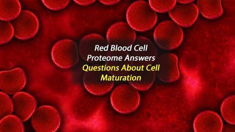 Mystery Behind Red Blood Cell Maturation Solved
