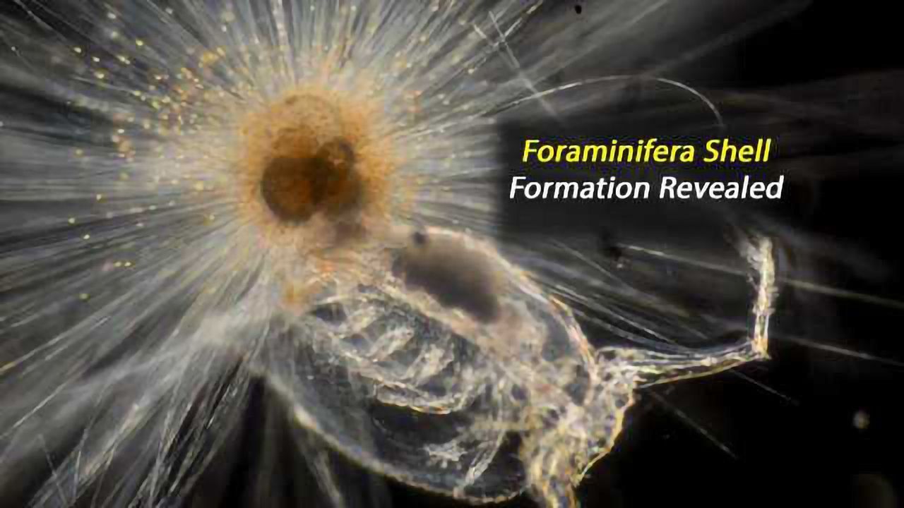 New Perspective on Plankton Shell Formation