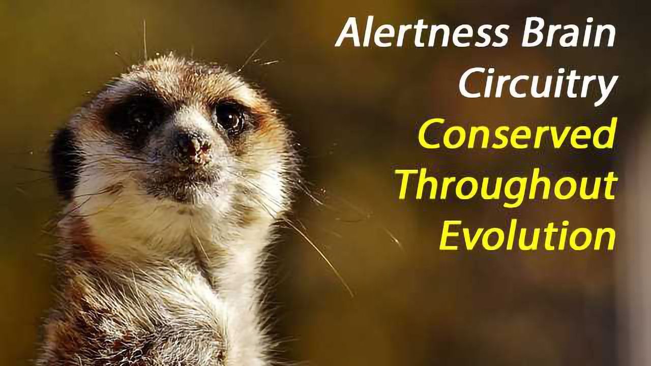 Evolutionary Conservation of Brain's Alertness Circuitry