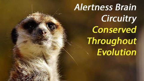 Evolutionary Conservation of Brain's Alertness Circuitry