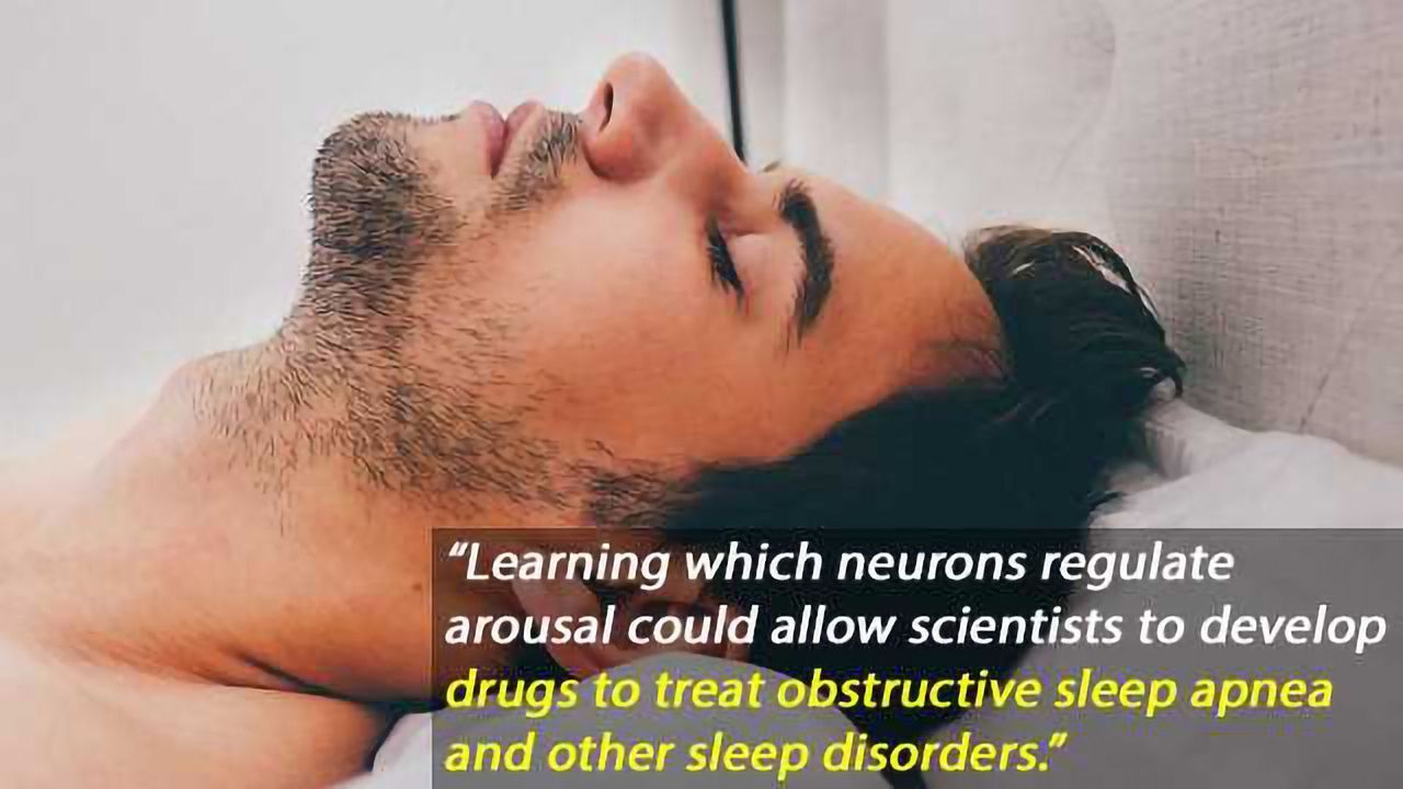 Snoring at the Synaptic Level, Neurons That Rouse the Brain from Sleep Apnea Found