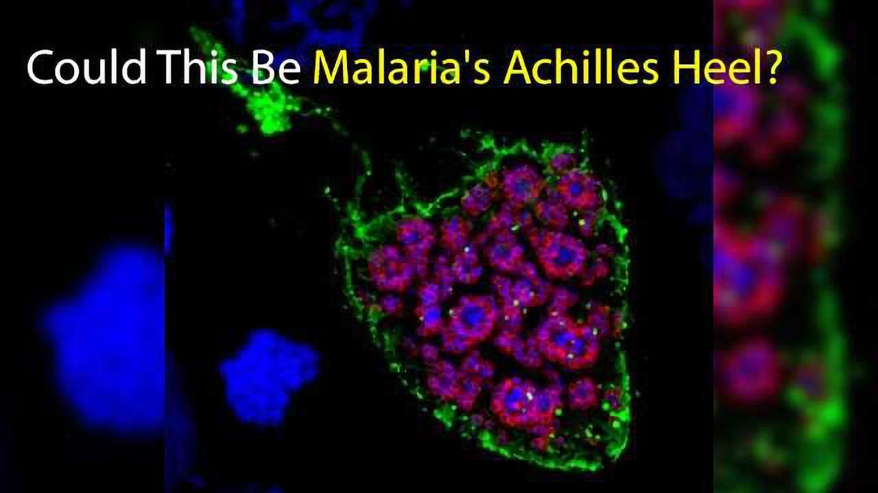 Could This Be Malaria's Achilles Heel?