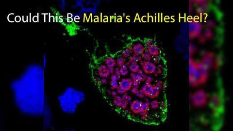 Could This Be Malaria's Achilles Heel?