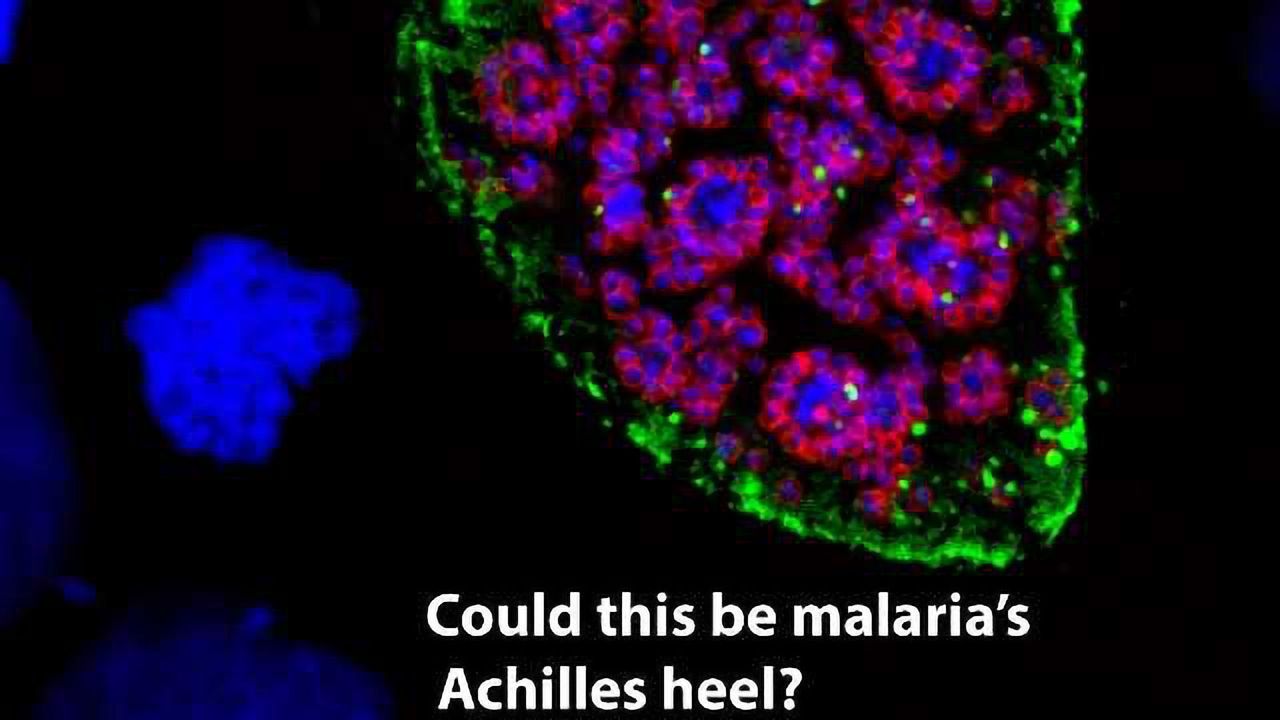 Researchers Discover How Malaria Parasites Avoid Autophagy