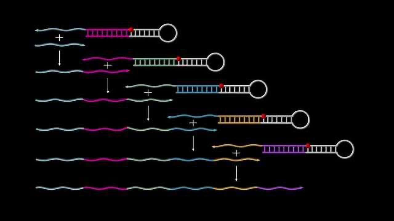 Autonomously Growing Synthetic DNA Strands