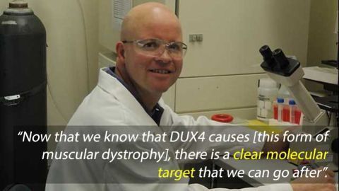 New Muscular Dystrophy Drug Targets Found