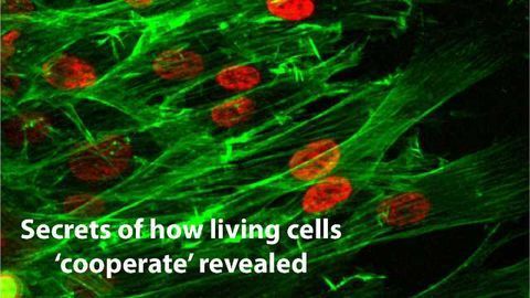 Findings Probe Cell Cooperation