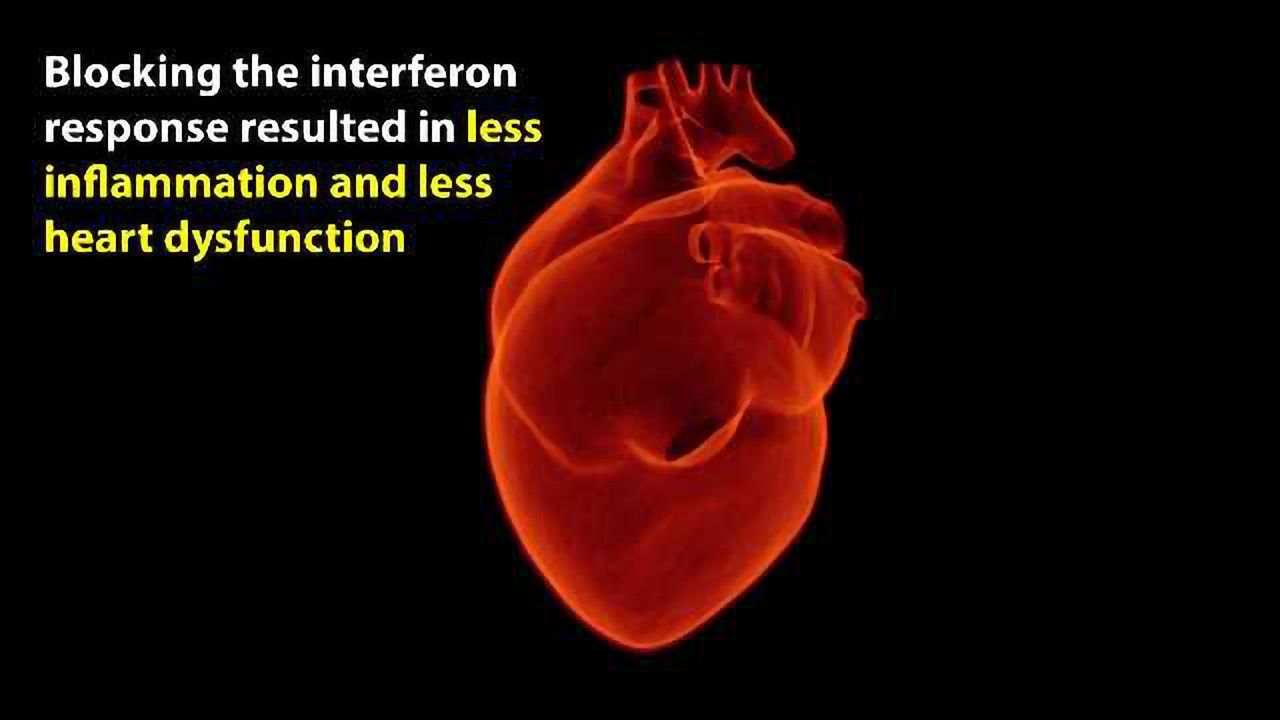 Immune Cells Mistake Heart Attacks For Viral Infections