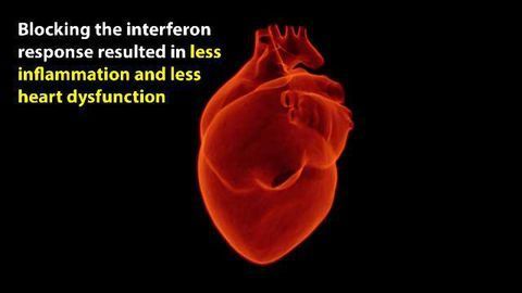 Immune Cells Mistake Heart Attacks For Viral Infections