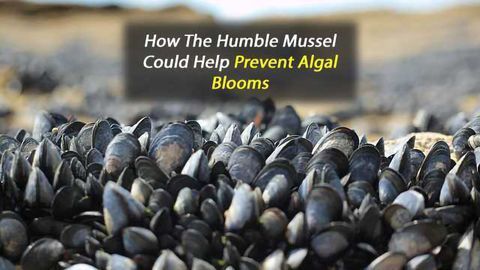 Cleaning Up Aquatic Pollution With Mussels