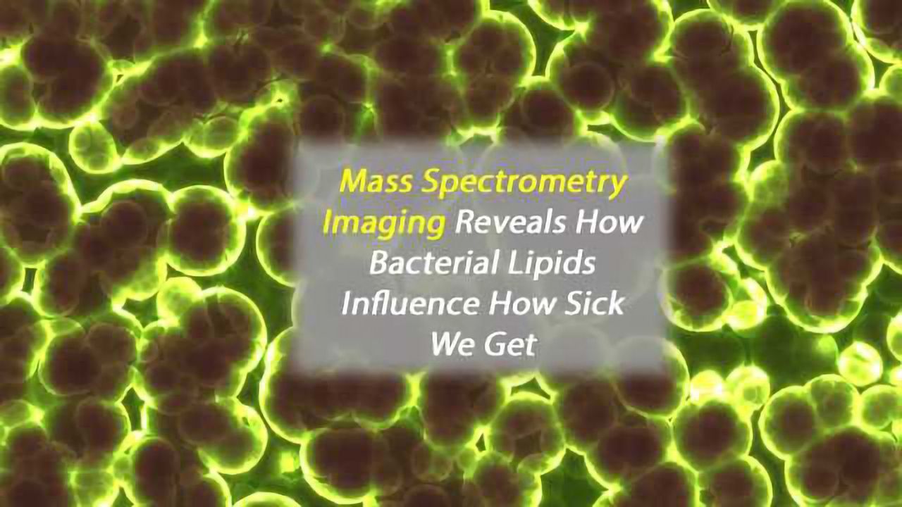Lipids Influence How Sick You Get From a Bacterial Infection