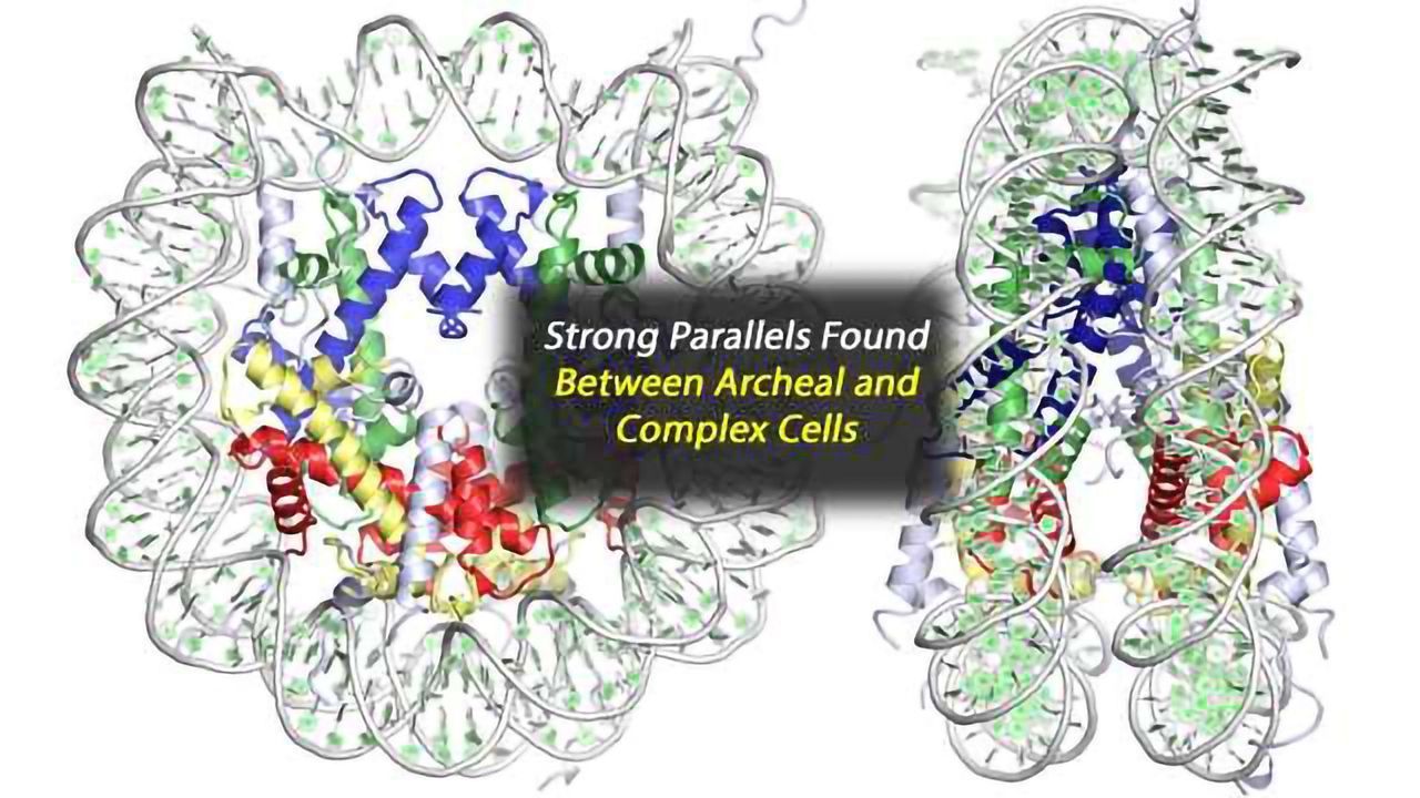 Not So Different After All: Human Cells and Hardy Microbes Share Common Ancestor