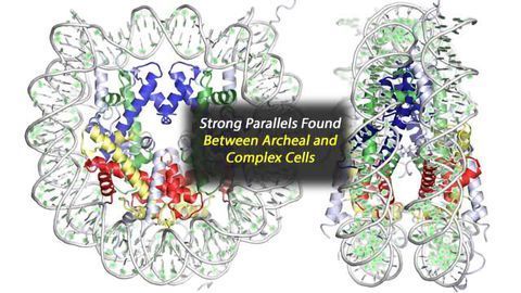Not So Different After All: Human Cells and Hardy Microbes Share Common Ancestor