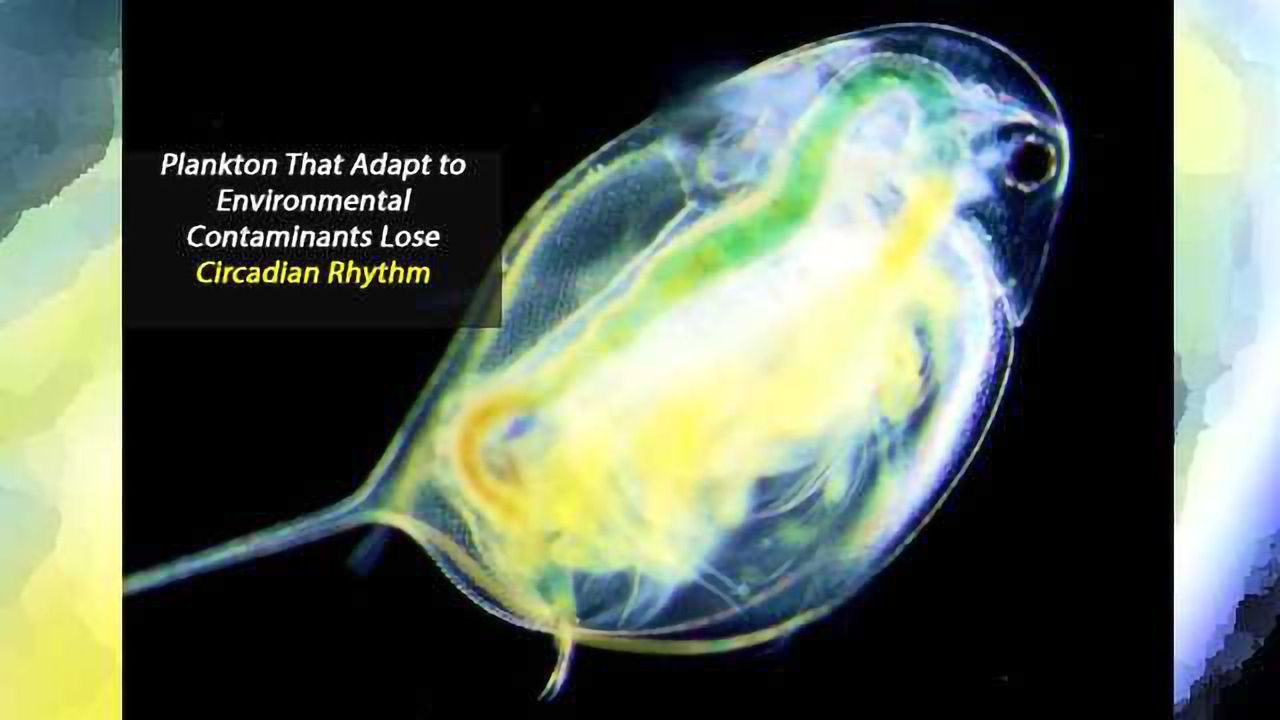 Can Environmental Toxins Disrupt the Biological “Clock”?