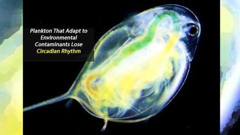 Can Environmental Toxins Disrupt the Biological “Clock”?