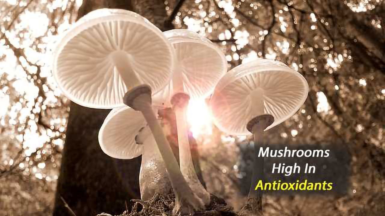 Mushrooms Are Full of Antioxidants That May Have Anti-ageing Potential