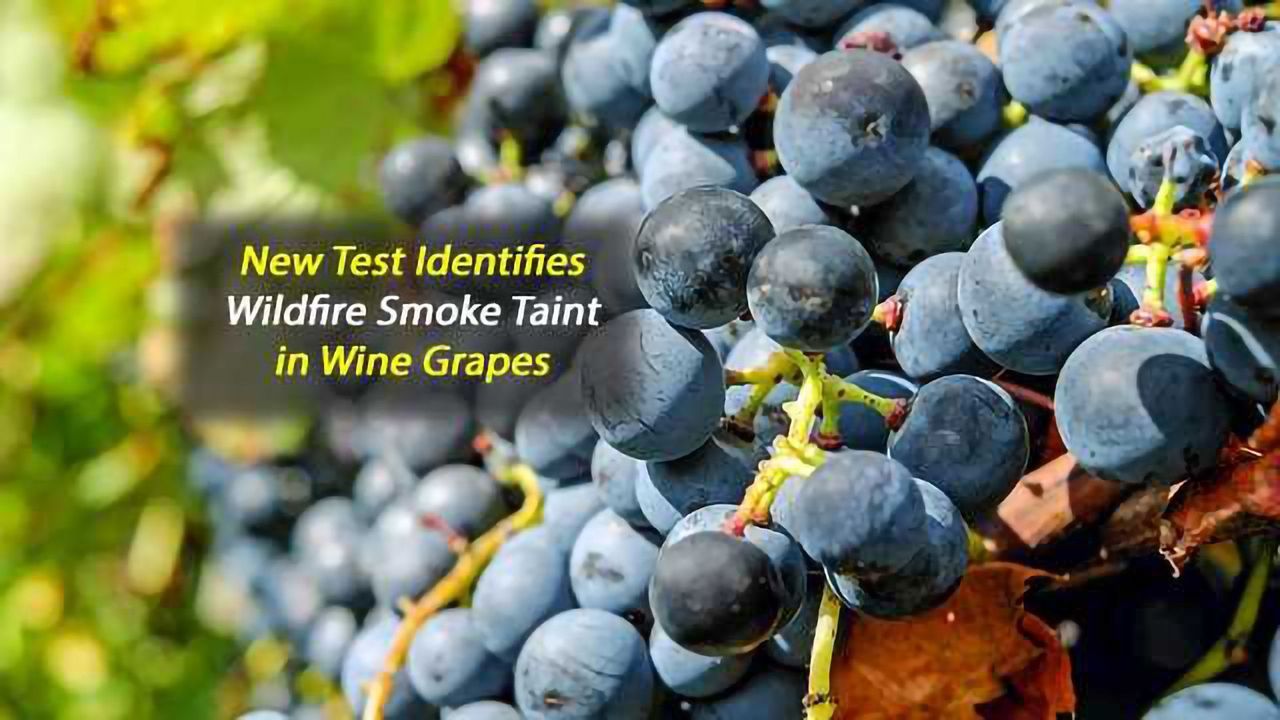 Rapid Test Identifies Wildfire Taint in Wine Grapes