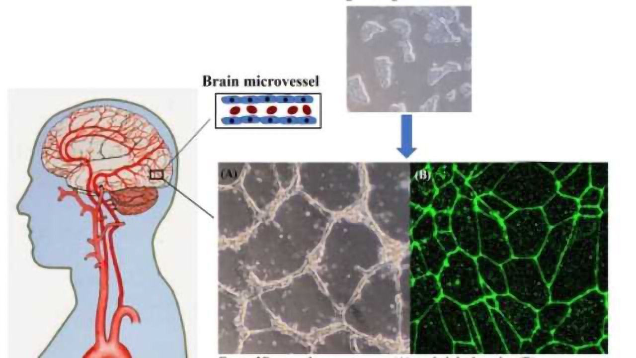 Recipe to Make Human Blood-brain Barrier Created