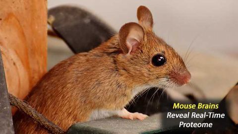 Detecting New Proteins in Active Mice