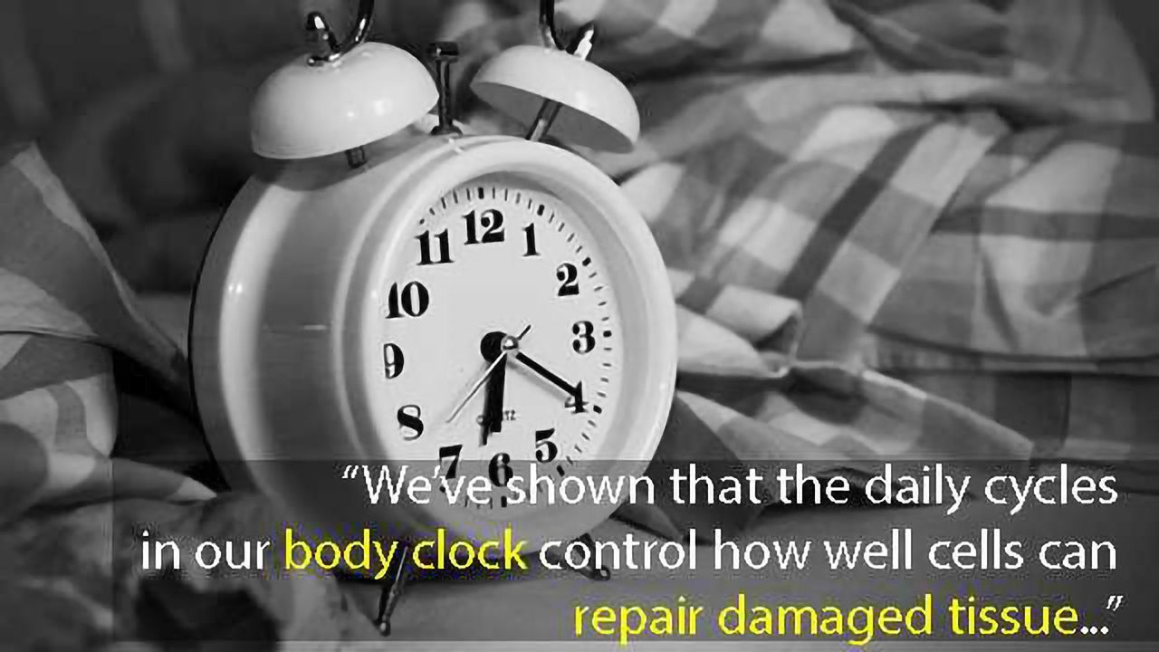 Body Clocks Cause Wounds Sustained at Night to Heal More Slowly