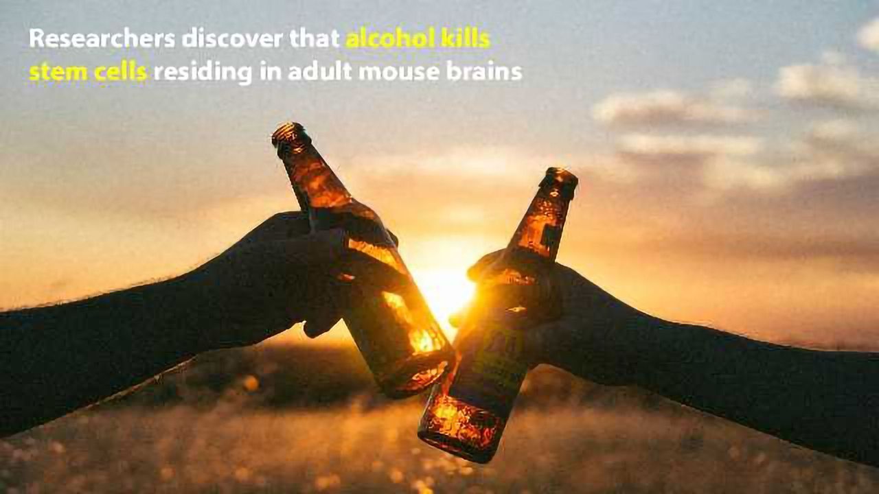 Frequent Alcohol Drinking Kills New Brain Cells in Adults