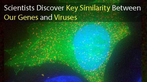 Virus vs Human: Gene Similarities Offer Cellular Defense Insights