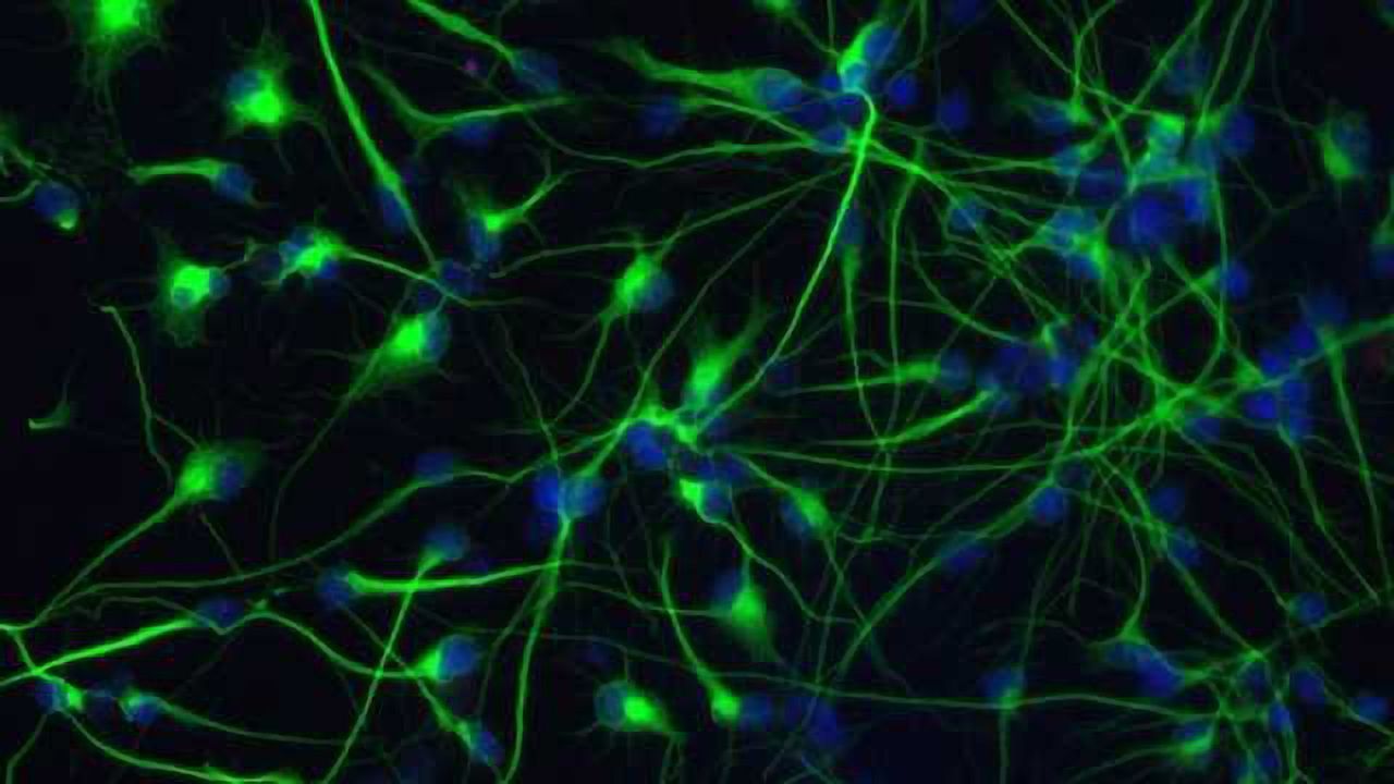 New Modulator of Stem Cell Identity Found