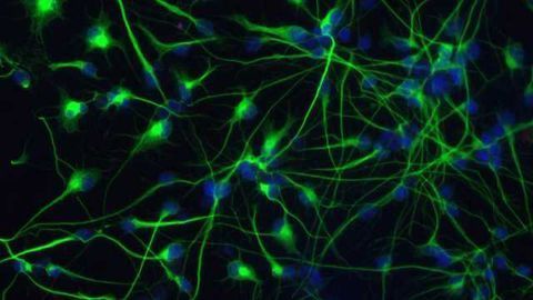 New Modulator of Stem Cell Identity Found