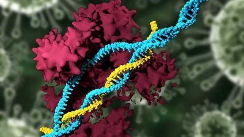 CRISPR Delivery System Enables Deletion of Disease-causing Genes