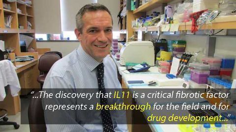 Interleukin 11: Responsible for Fibrosis and Causes Organ Damage