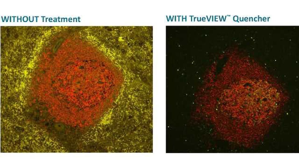 Vector Laboratories Introduces First Effective Reagent for Autofluorescence Quenching content piece image